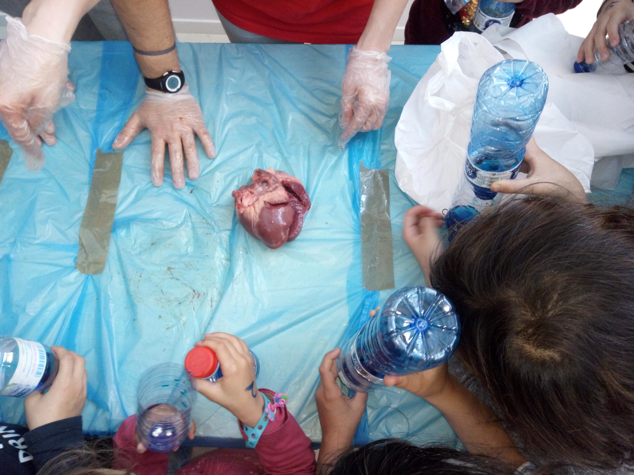 Disseccions Primària